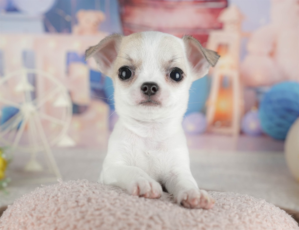 チワワ(スムース) | 男の子 | フォーンホワイト | 2026年2月26日（ID:dog-200015732）