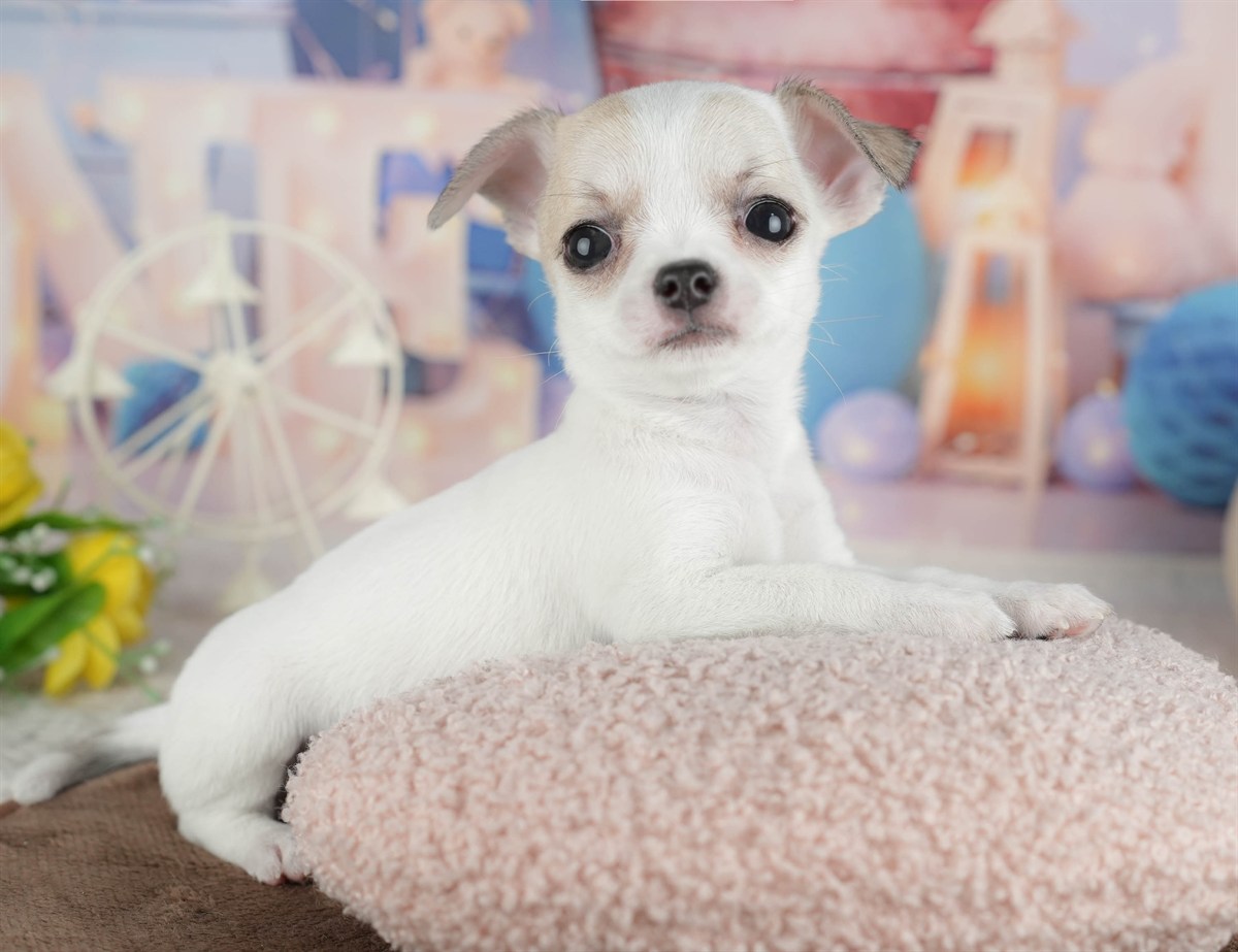 チワワ(スムース) | 男の子 | フォーンホワイト | 2026年2月26日（ID:dog-200015732）