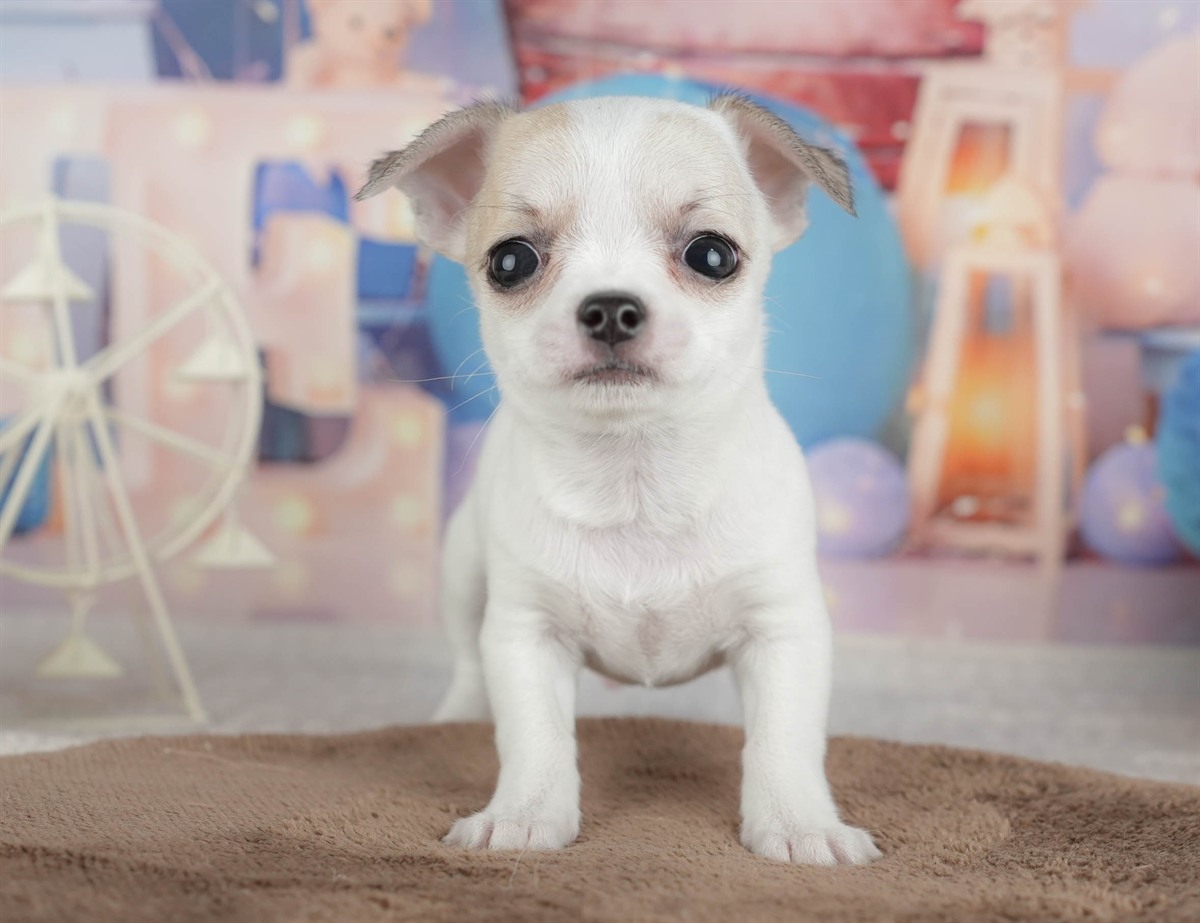 チワワ(スムース) | 男の子 | フォーンホワイト | 2026年2月26日（ID:dog-200015732）