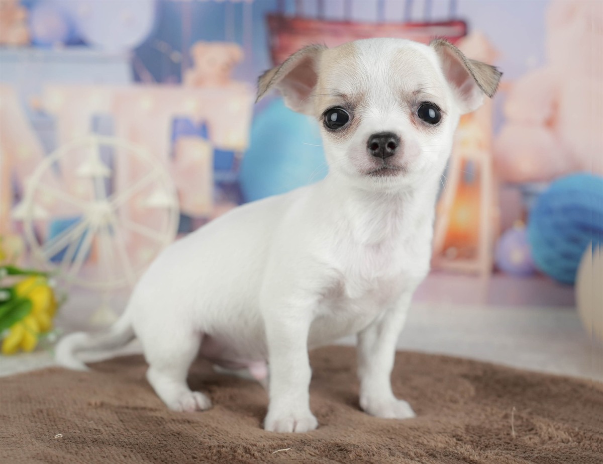 チワワ(スムース) | 男の子 | フォーンホワイト | 2026年2月26日（ID:dog-200015732）
