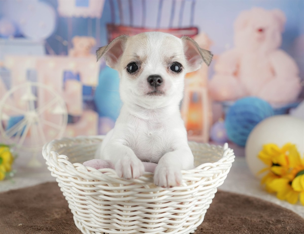 チワワ(スムース) | 男の子 | フォーンホワイト | 2026年2月26日（ID:dog-200015732）