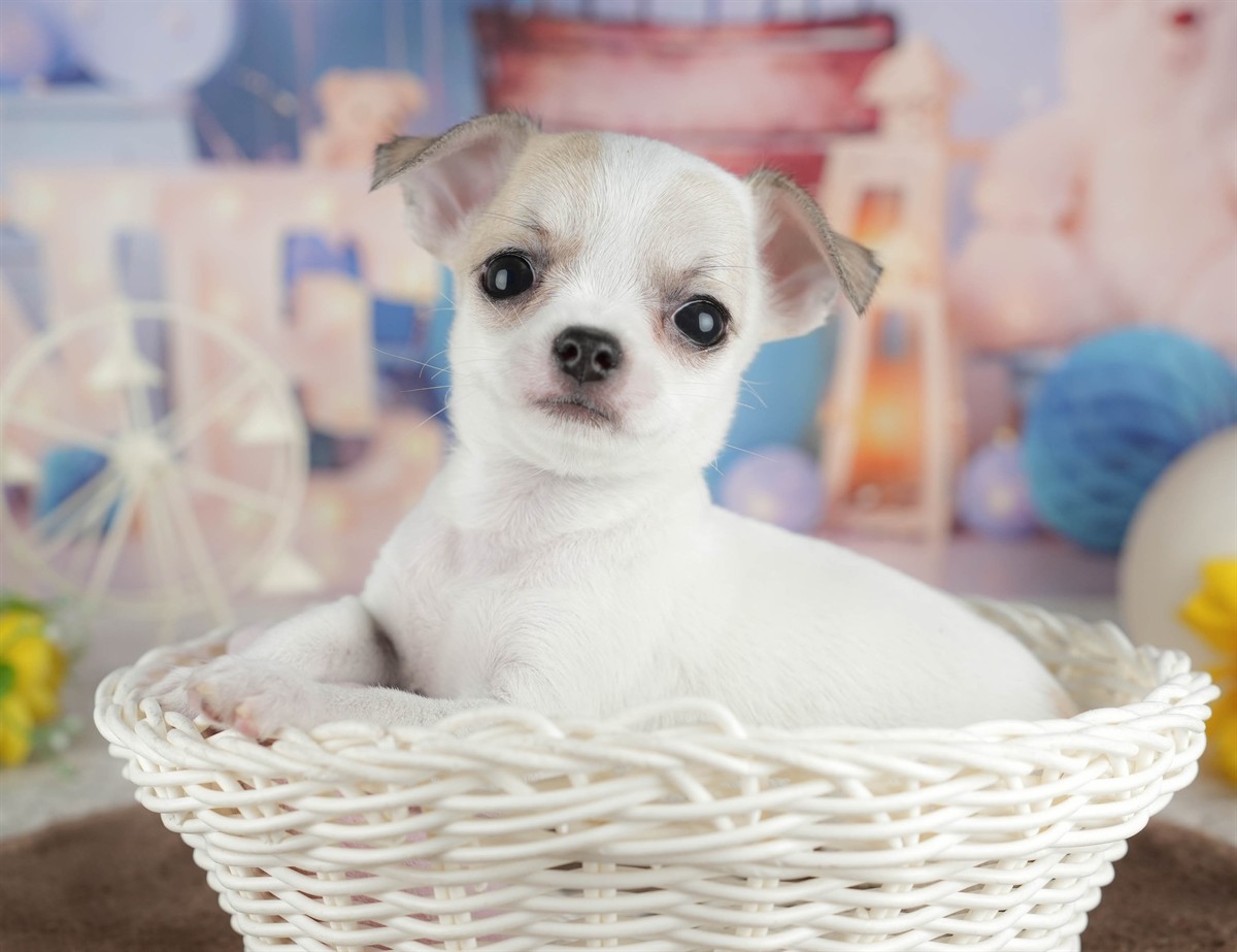 チワワ(スムース) | 男の子 | フォーンホワイト | 2026年2月26日（ID:dog-200015732）