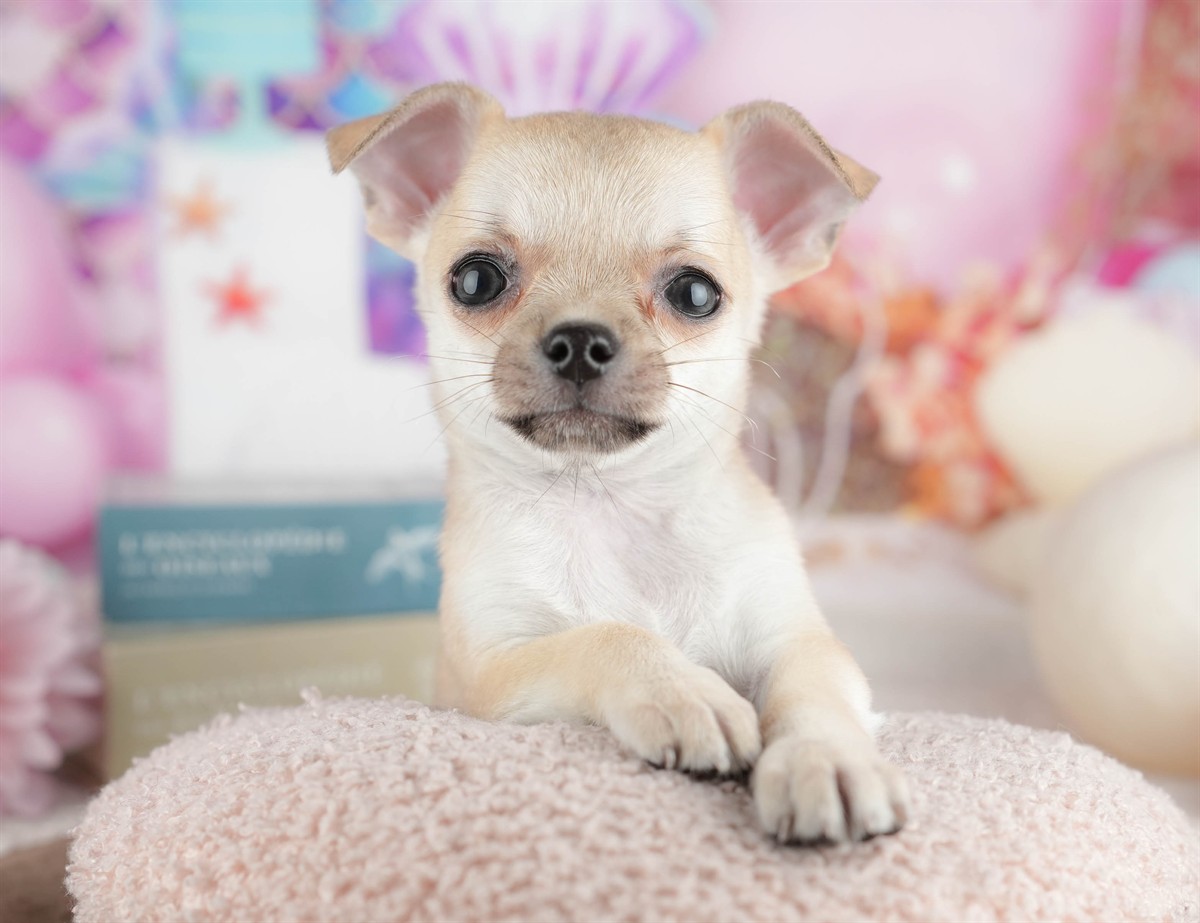 チワワ(スムース) | 男の子 | フォーン | 2026年2月26日（ID:dog-200015733）