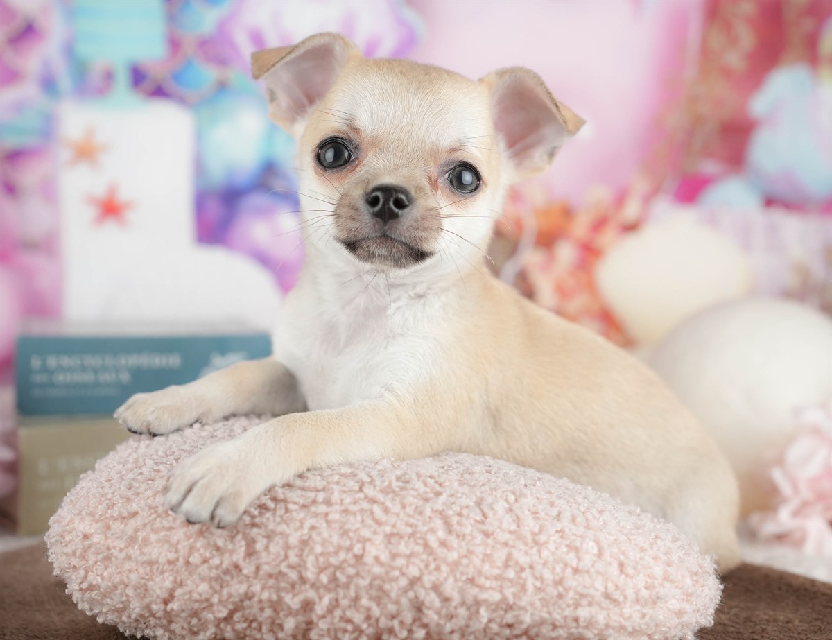 チワワ(スムース) | 男の子 | フォーン | 2026年2月26日（ID:dog-200015733）