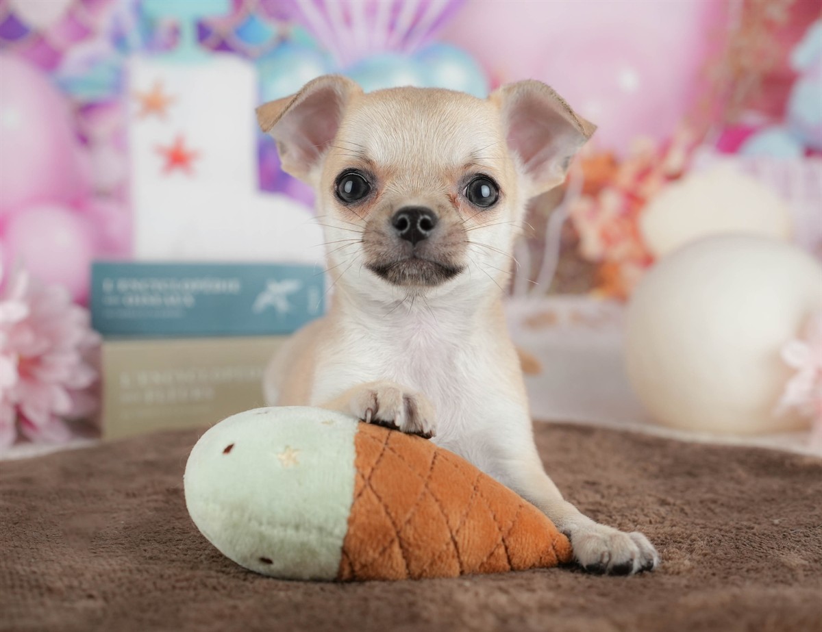 チワワ(スムース) | 男の子 | フォーン | 2026年2月26日（ID:dog-200015733）