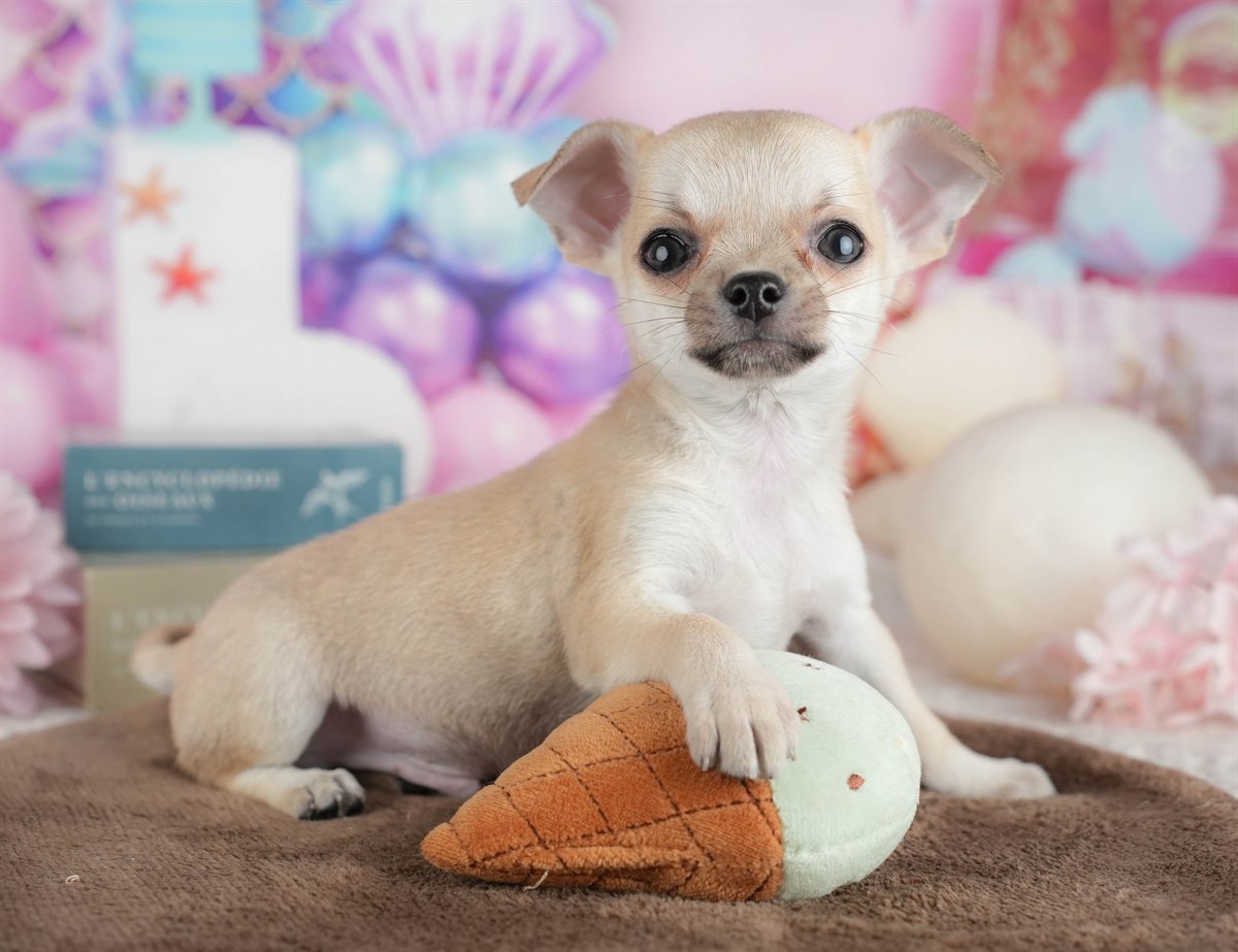 チワワ(スムース) | 男の子 | フォーン | 2026年2月26日（ID:dog-200015733）