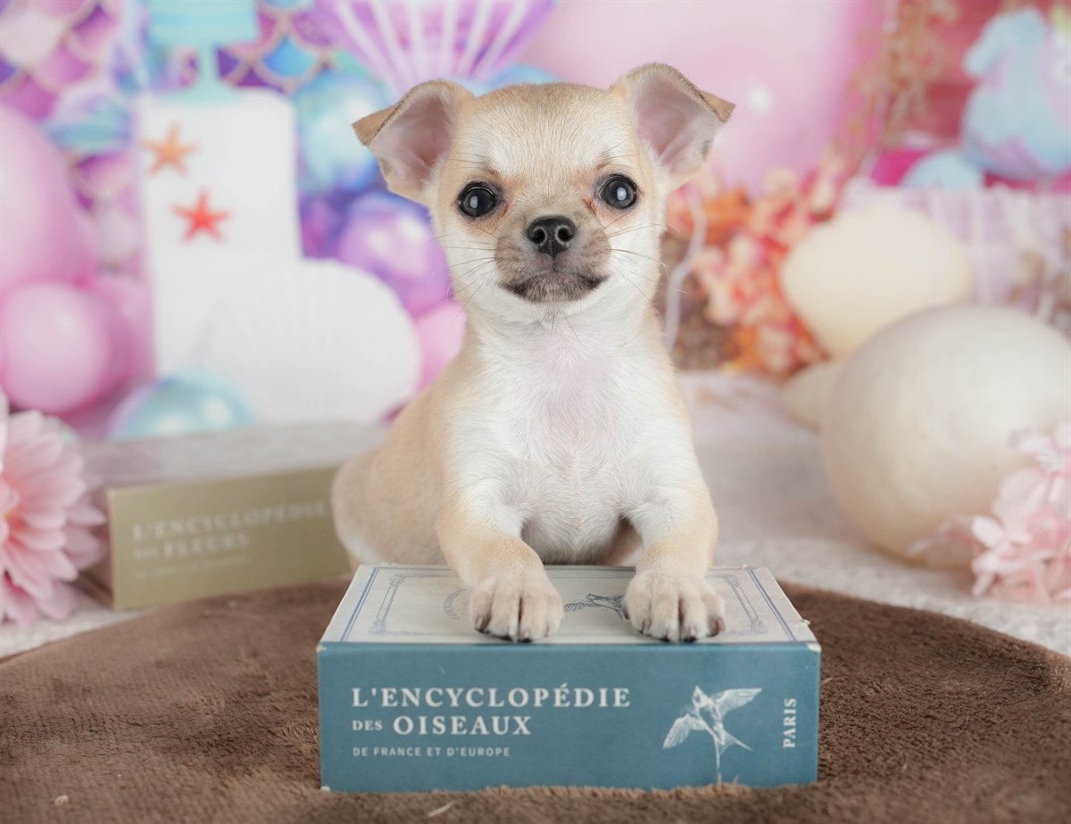 チワワ(スムース) | 男の子 | フォーン | 2026年2月26日（ID:dog-200015733）