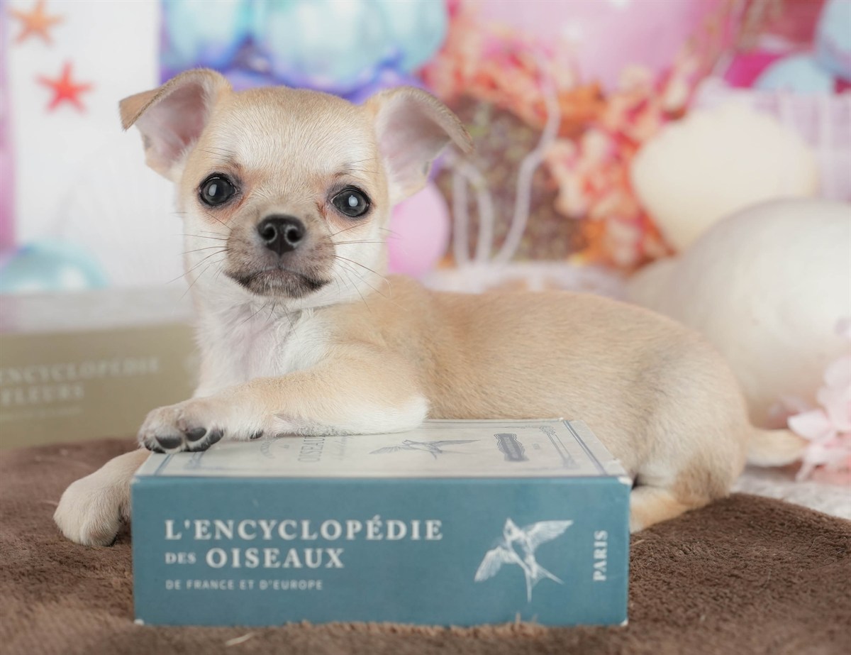 チワワ(スムース) | 男の子 | フォーン | 2026年2月26日（ID:dog-200015733）