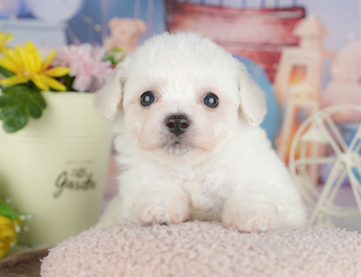 ビションフリーゼ | 女の子 | ホワイト | 2026年2月27日（ID:dog-200015735）