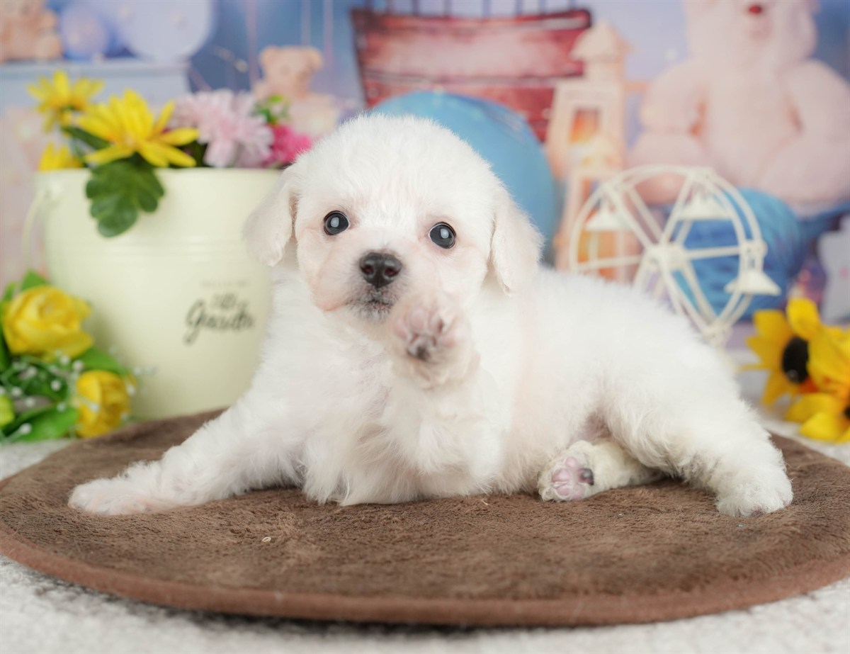 ビションフリーゼ | 女の子 | ホワイト | 2026年2月27日（ID:dog-200015735）