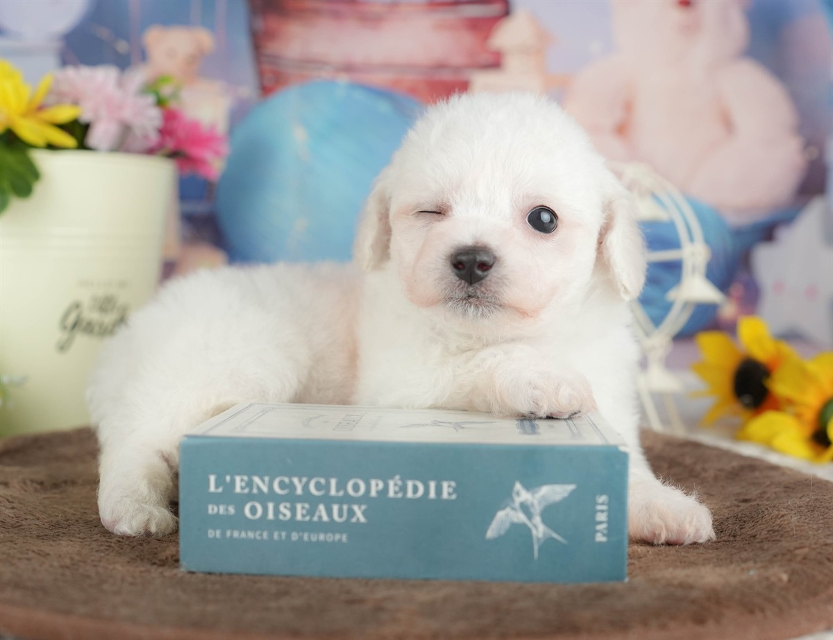 ビションフリーゼ | 女の子 | ホワイト | 2026年2月27日（ID:dog-200015735）