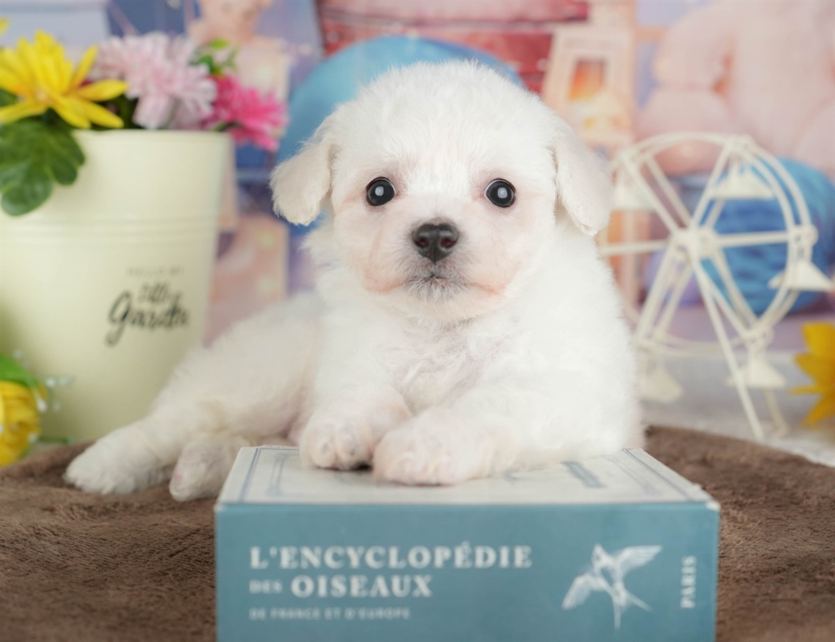 ビションフリーゼ | 女の子 | ホワイト | 2026年2月27日（ID:dog-200015735）