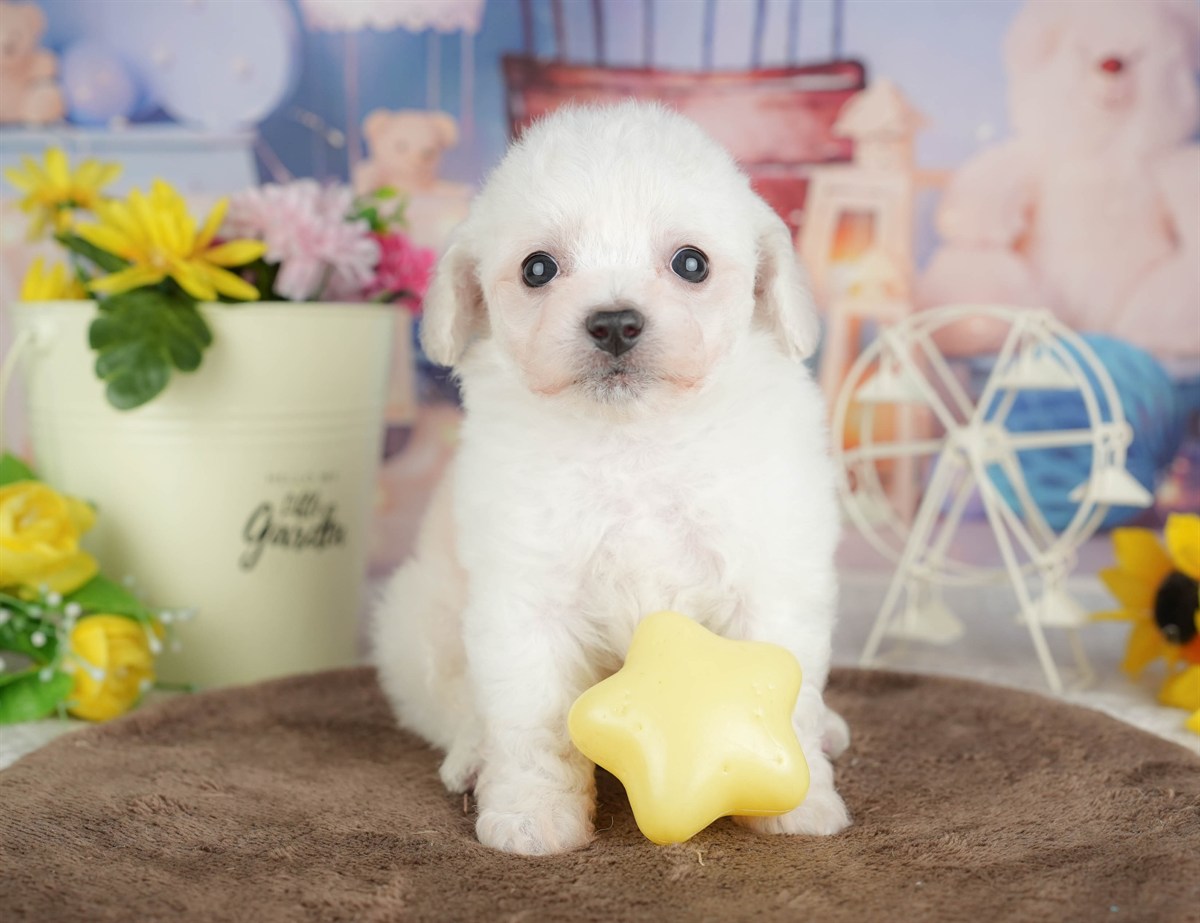 ビションフリーゼ | 女の子 | ホワイト | 2026年2月27日（ID:dog-200015735）