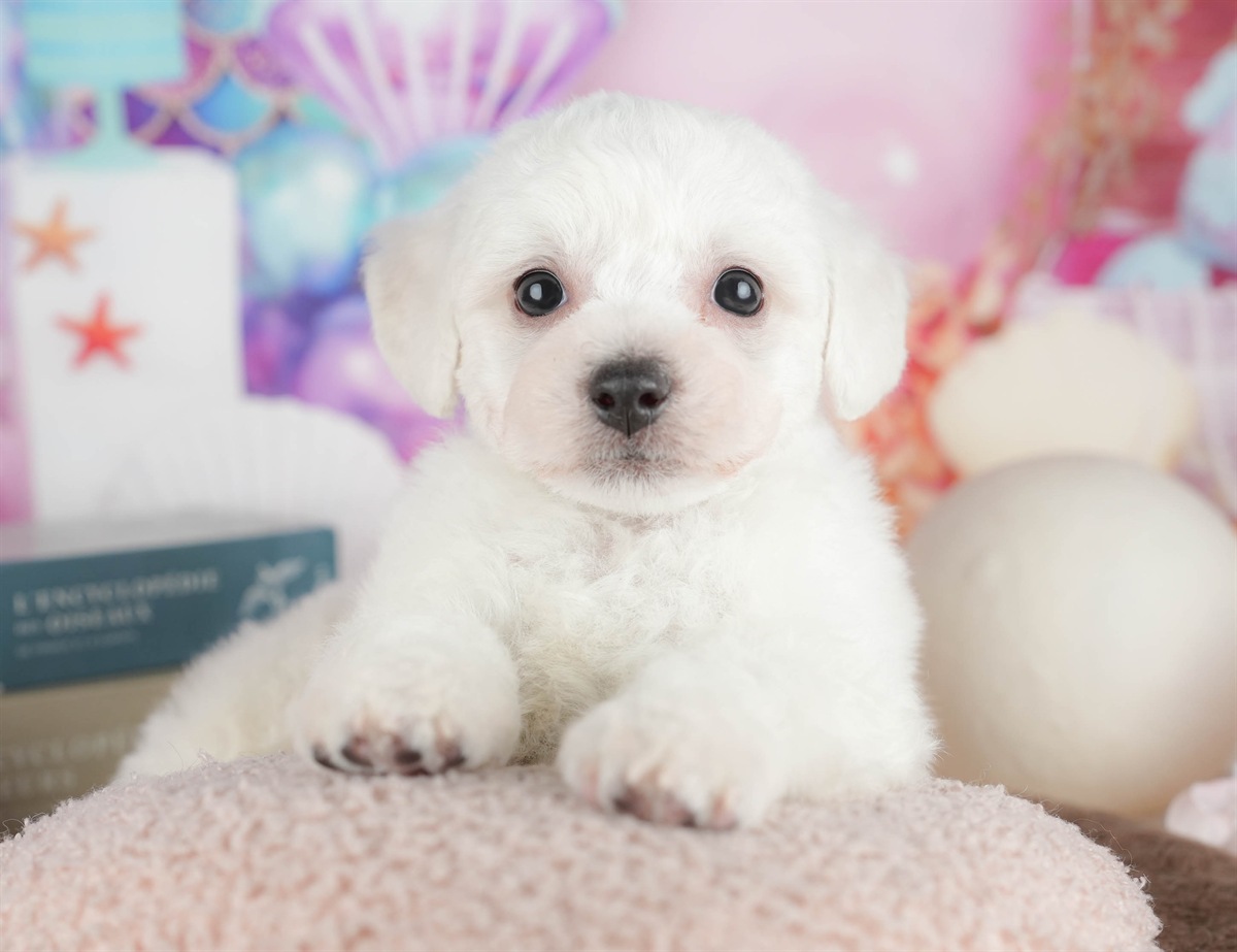 ビションフリーゼ | 男の子 | ホワイト | 2026年2月27日（ID:dog-200015737）