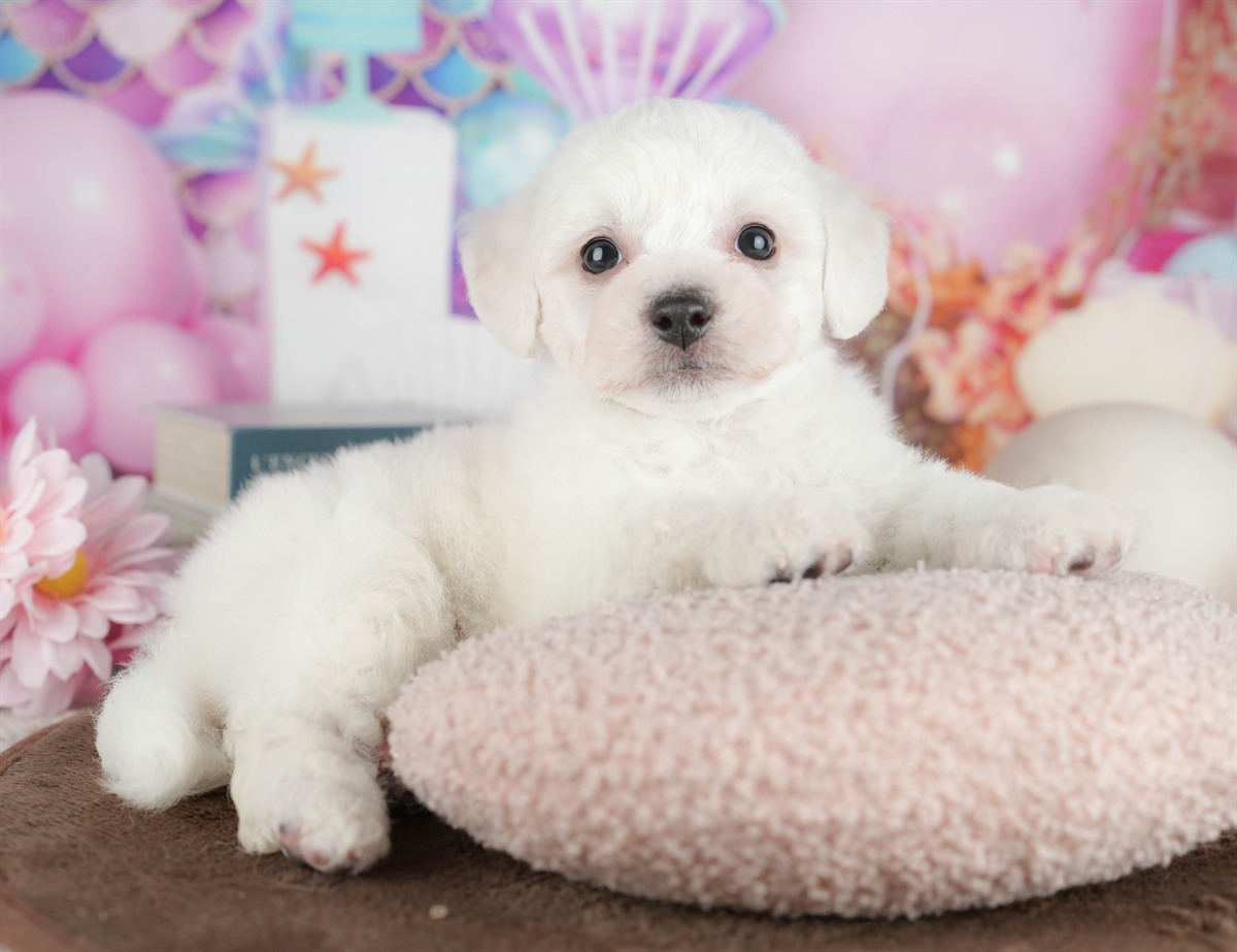 ビションフリーゼ | 男の子 | ホワイト | 2026年2月27日（ID:dog-200015737）