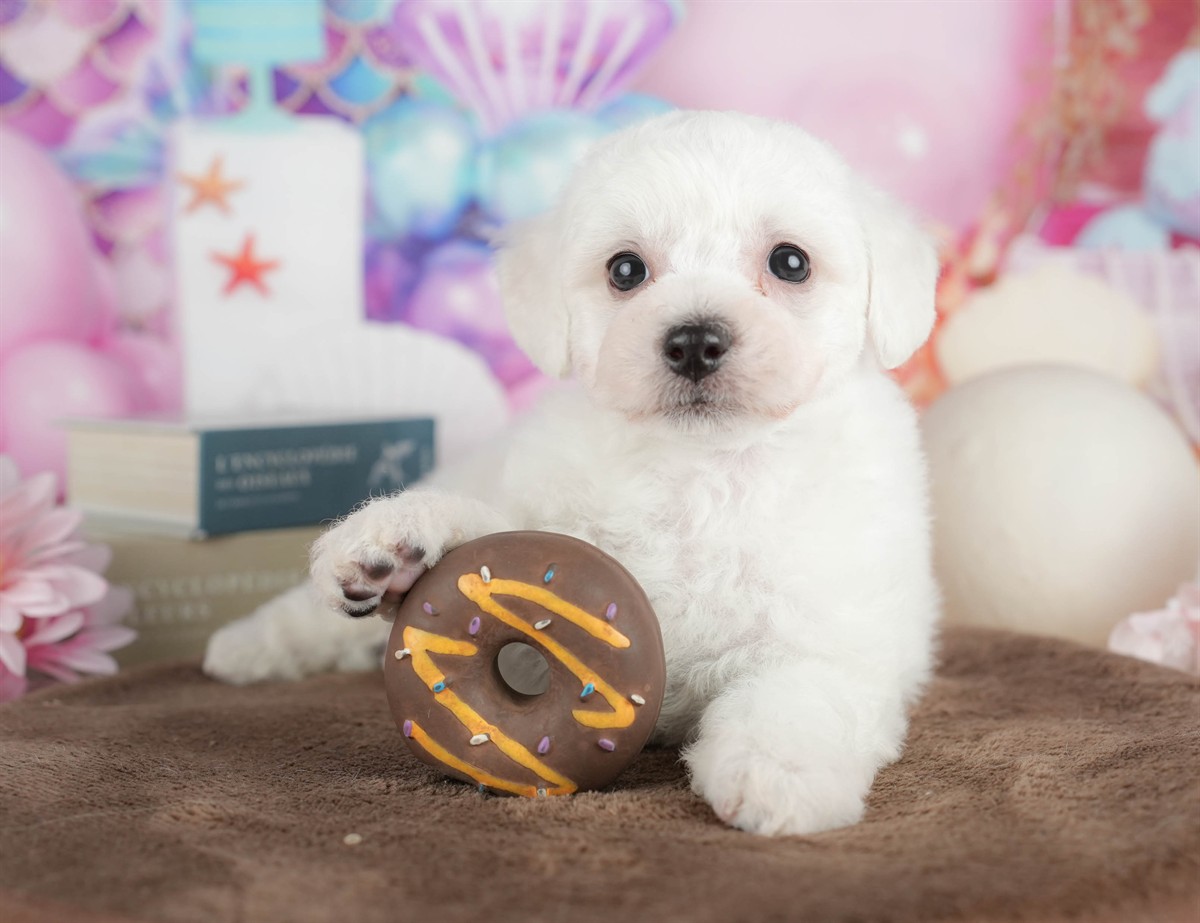 ビションフリーゼ | 男の子 | ホワイト | 2026年2月27日（ID:dog-200015737）