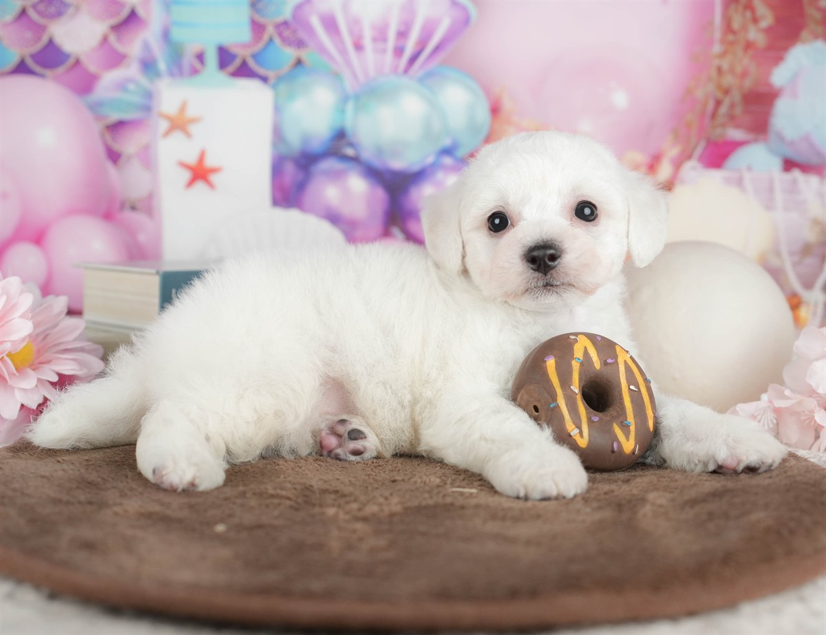 ビションフリーゼ | 男の子 | ホワイト | 2026年2月27日（ID:dog-200015737）