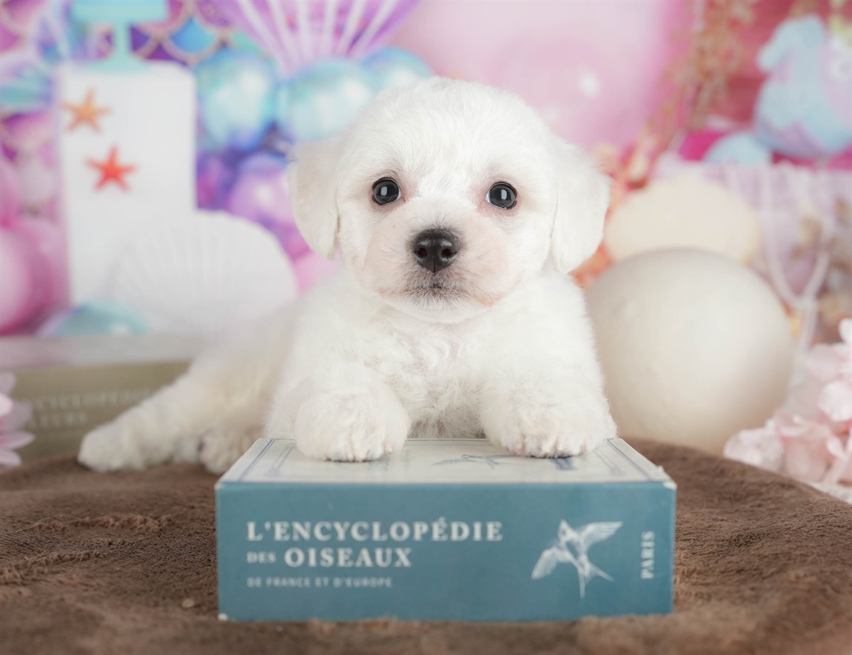 ビションフリーゼ | 男の子 | ホワイト | 2026年2月27日（ID:dog-200015737）