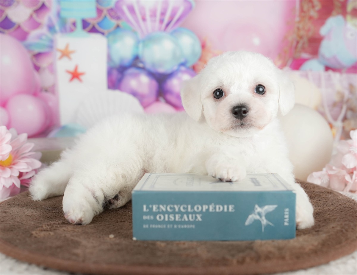 ビションフリーゼ | 男の子 | ホワイト | 2026年2月27日（ID:dog-200015737）