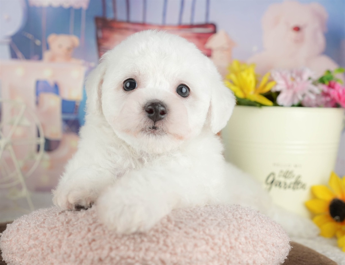 ビションフリーゼ | 男の子 | ホワイト | 2026年2月27日（ID:dog-200015738）