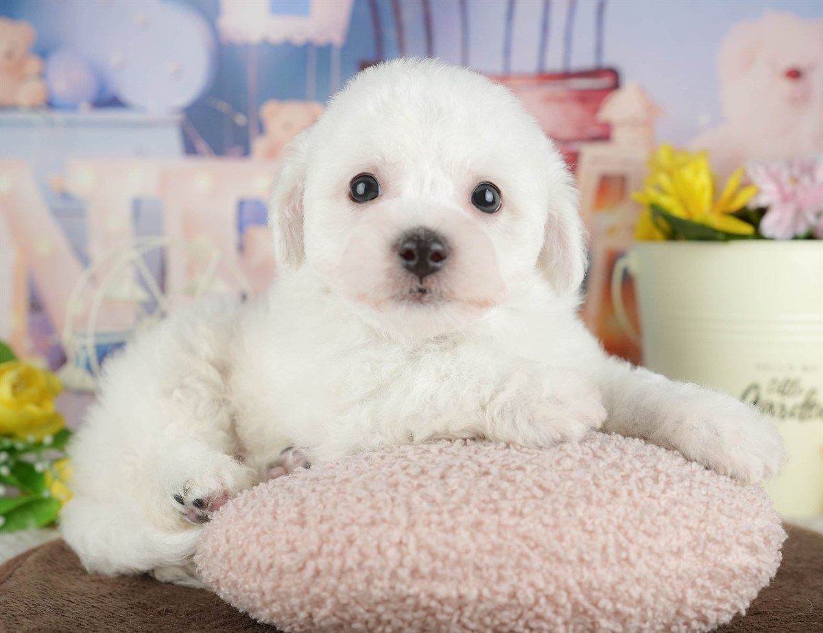 ビションフリーゼ | 男の子 | ホワイト | 2026年2月27日（ID:dog-200015738）