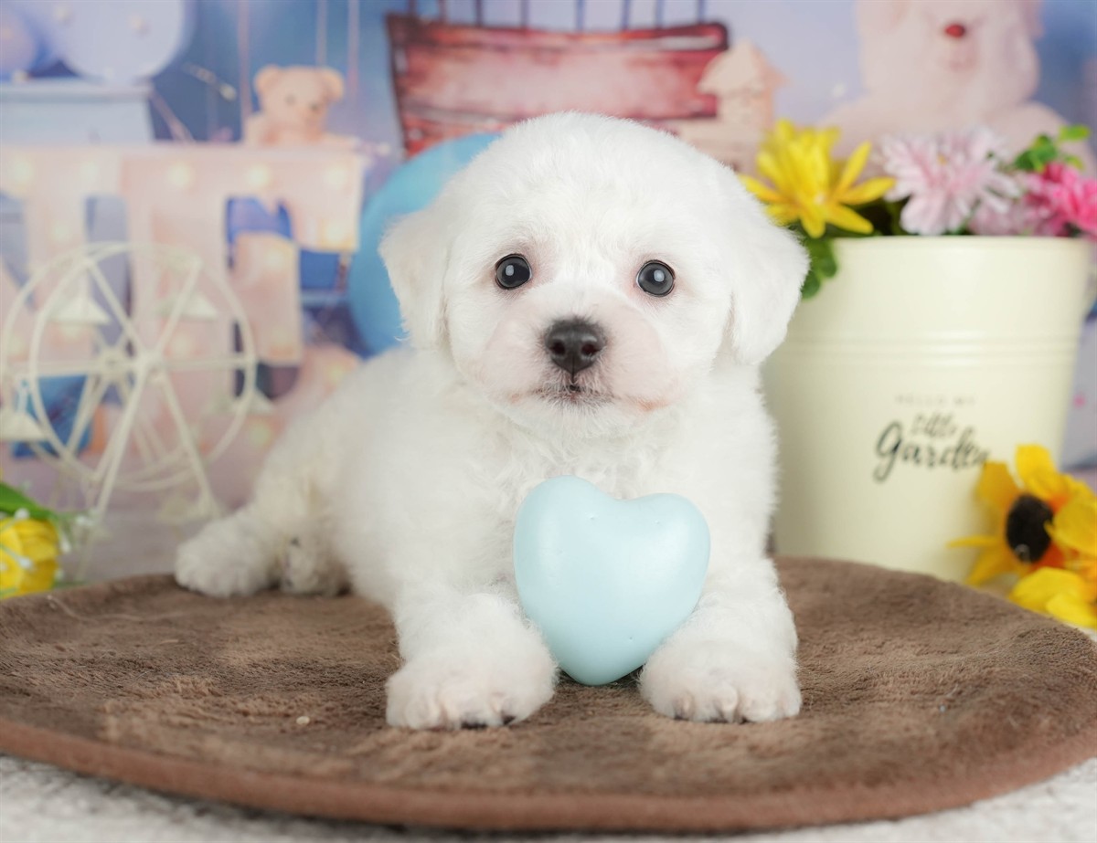 ビションフリーゼ | 男の子 | ホワイト | 2026年2月27日（ID:dog-200015738）