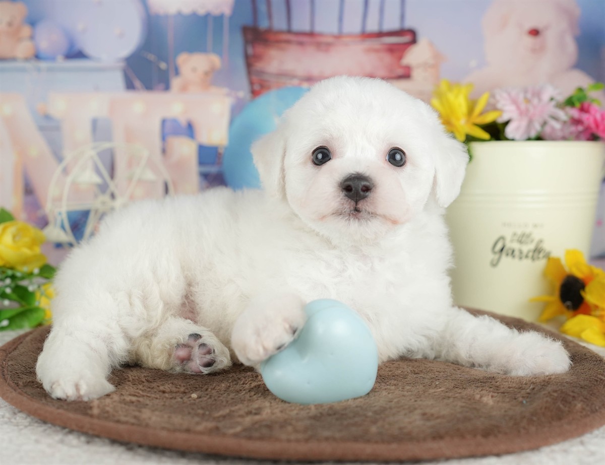 ビションフリーゼ | 男の子 | ホワイト | 2026年2月27日（ID:dog-200015738）