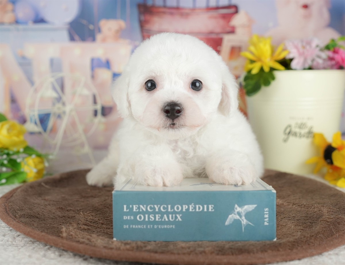 ビションフリーゼ | 男の子 | ホワイト | 2026年2月27日（ID:dog-200015738）