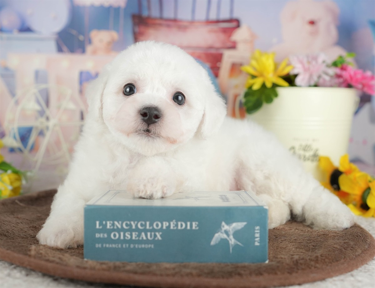 ビションフリーゼ | 男の子 | ホワイト | 2026年2月27日（ID:dog-200015738）