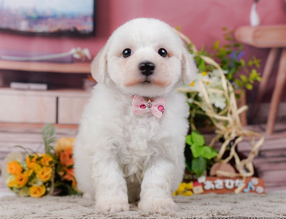 ビションフリーゼ | 女の子 | ホワイト | 2026年2月27日（ID:dog-200015740）