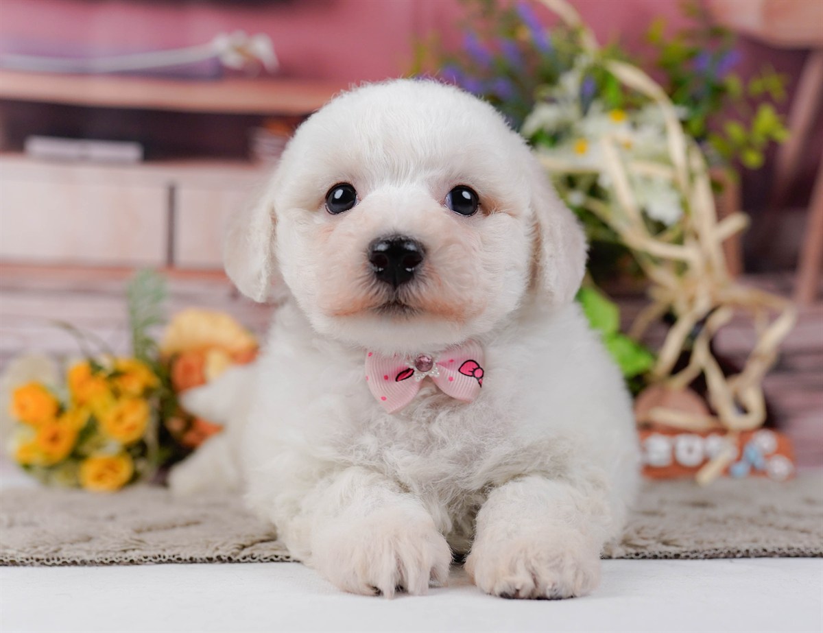 ビションフリーゼ | 女の子 | ホワイト | 2026年2月27日（ID:dog-200015740）