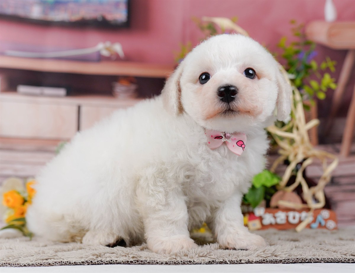 ビションフリーゼ | 女の子 | ホワイト | 2026年2月27日（ID:dog-200015740）