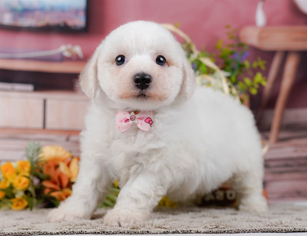 ビションフリーゼ | 女の子 | ホワイト | 2026年2月27日（ID:dog-200015740）