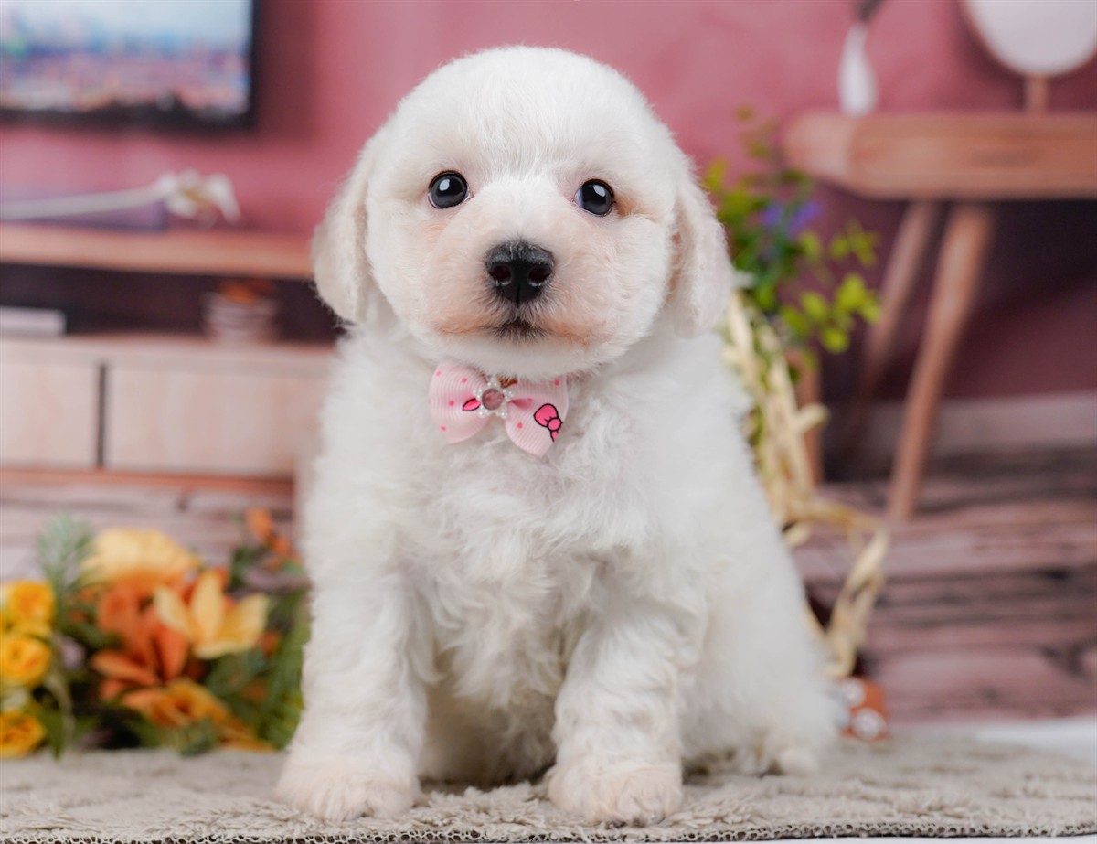 ビションフリーゼ | 女の子 | ホワイト | 2026年2月27日（ID:dog-200015740）