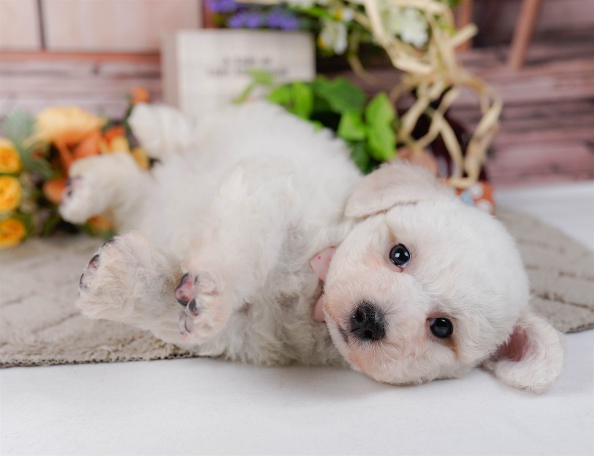 ビションフリーゼ | 女の子 | ホワイト | 2026年2月27日（ID:dog-200015740）