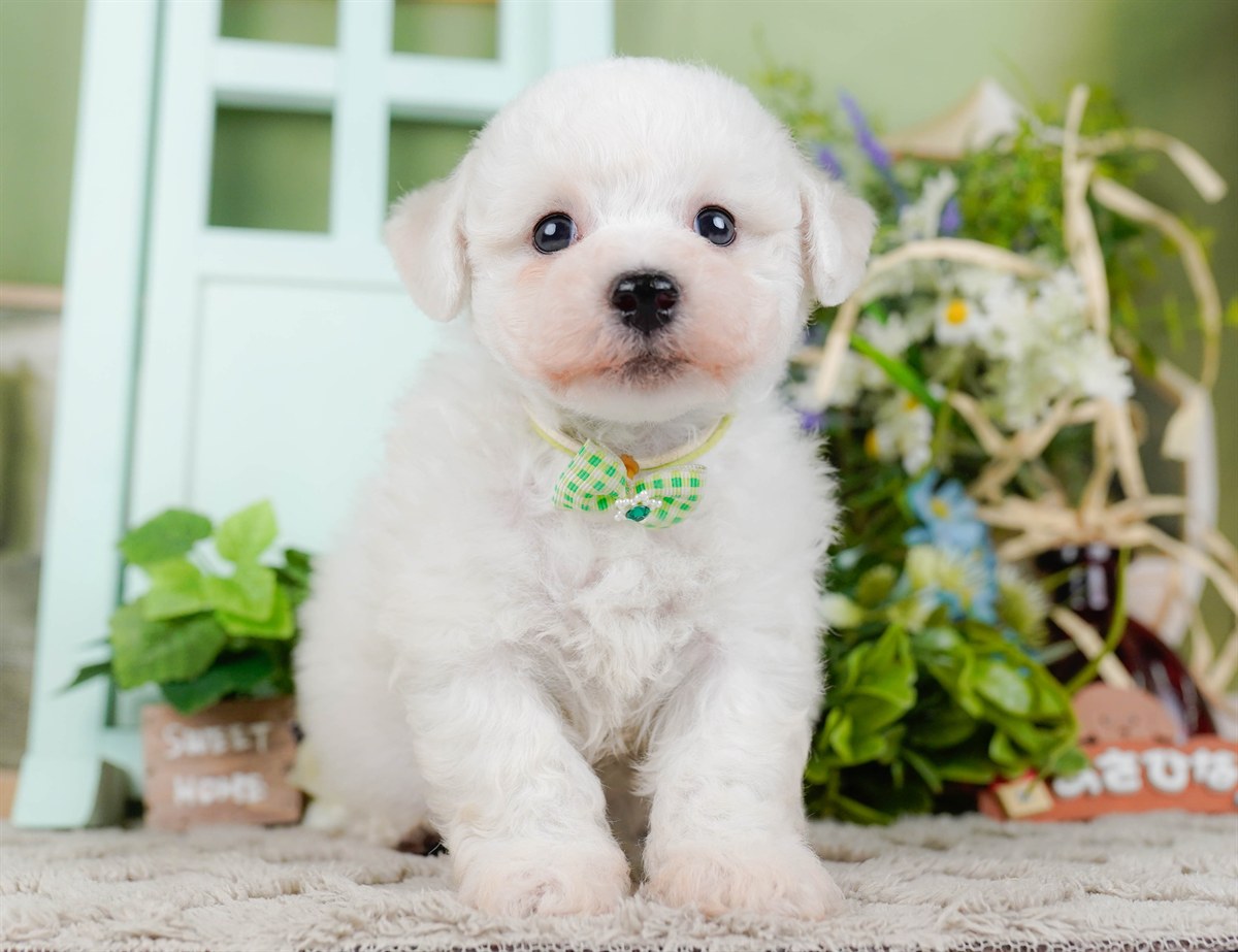 ビションフリーゼ | 男の子 | ホワイト | 2026年2月27日（ID:dog-200015741）