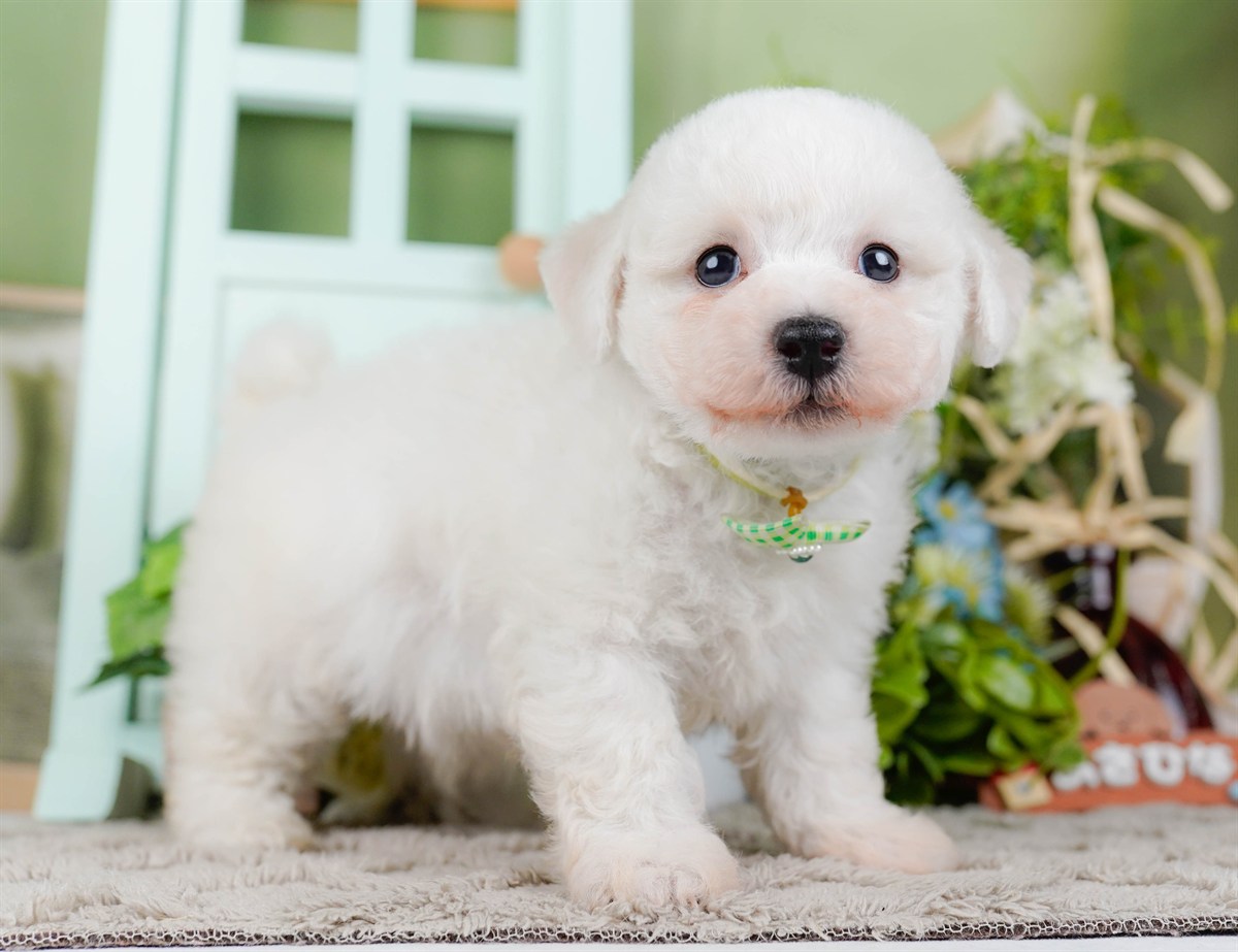 ビションフリーゼ | 男の子 | ホワイト | 2026年2月27日（ID:dog-200015741）