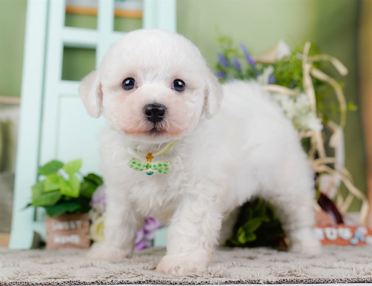 ビションフリーゼ | 男の子 | ホワイト | 2026年2月27日（ID:dog-200015741）