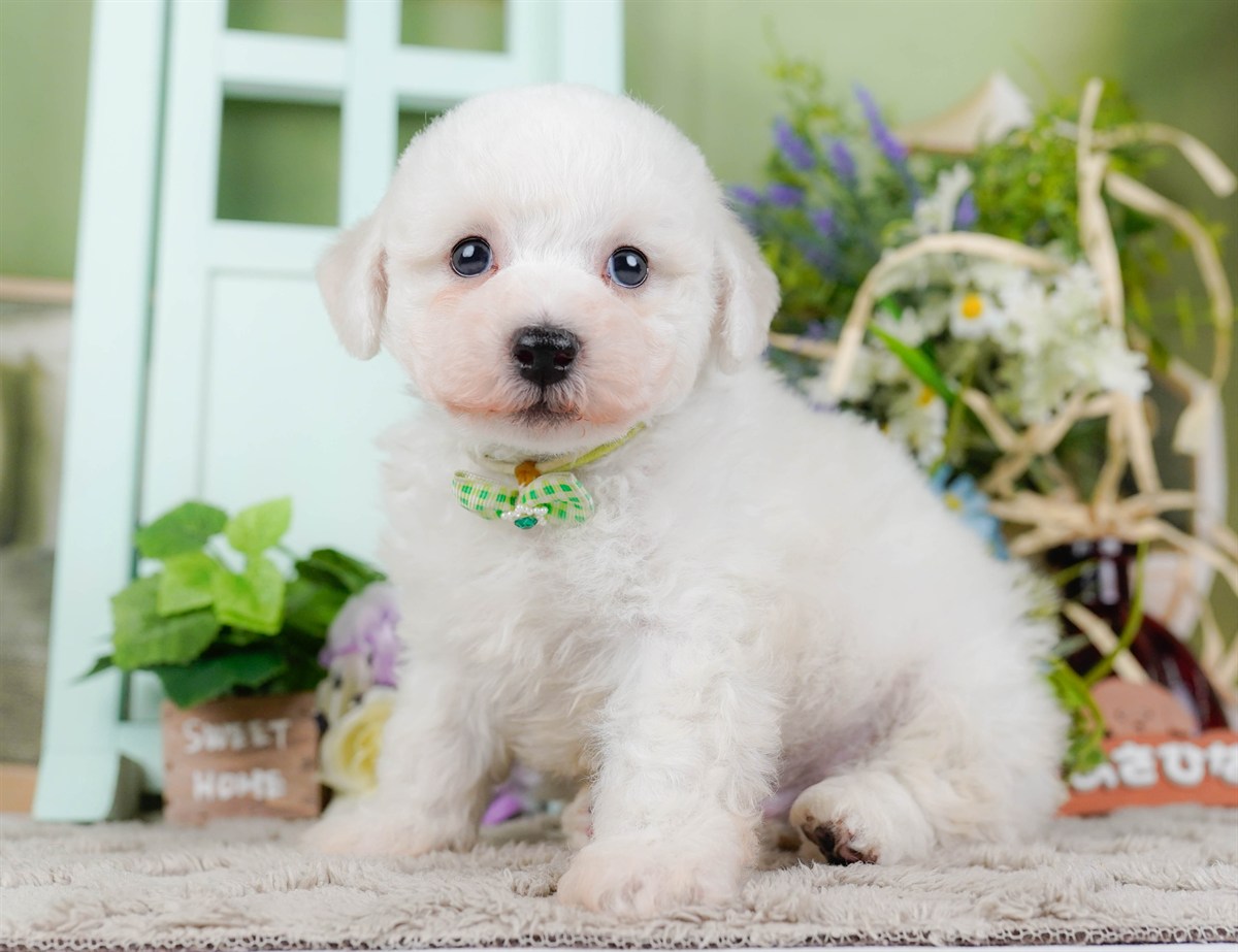 ビションフリーゼ | 男の子 | ホワイト | 2026年2月27日（ID:dog-200015741）