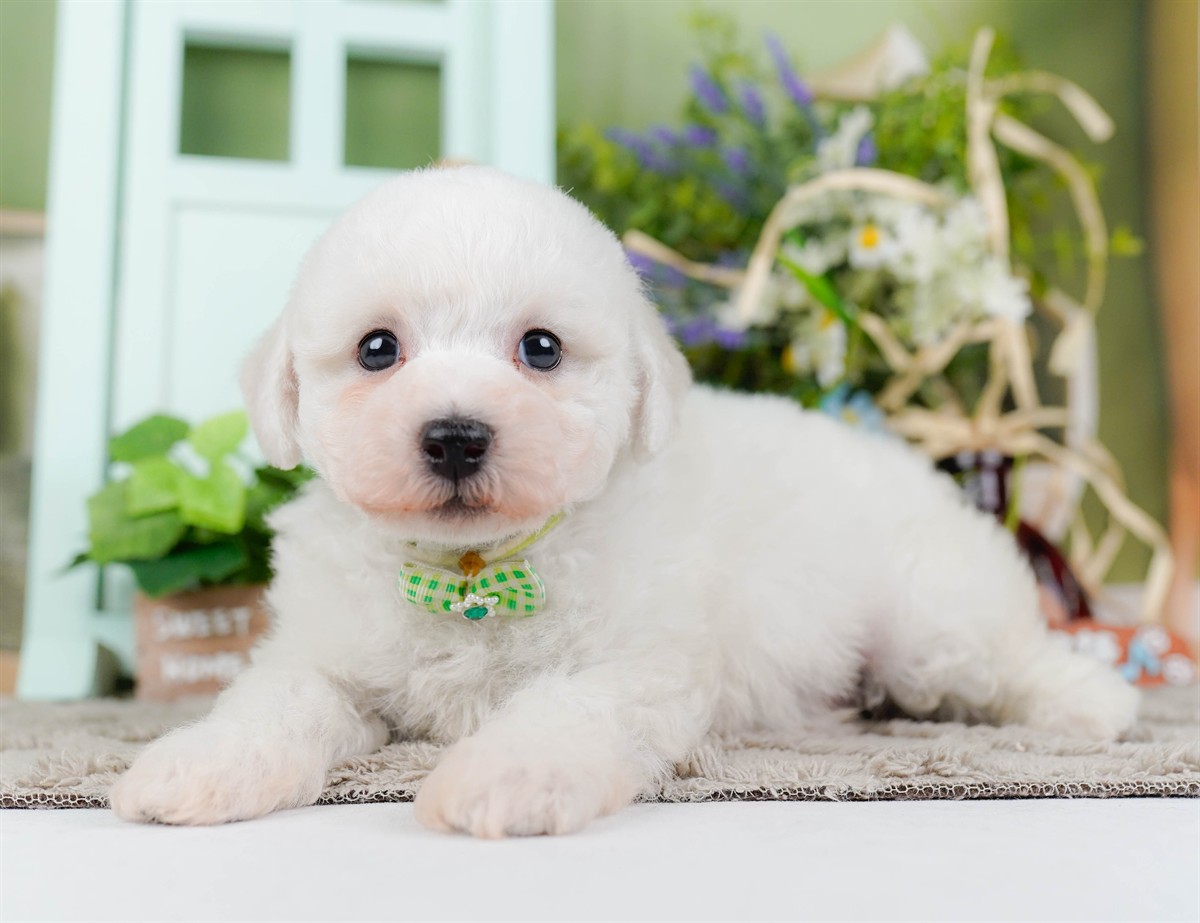 ビションフリーゼ | 男の子 | ホワイト | 2026年2月27日（ID:dog-200015741）