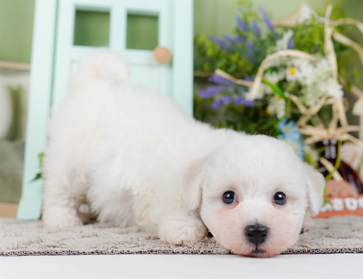 ビションフリーゼ | 男の子 | ホワイト | 2026年2月27日（ID:dog-200015741）