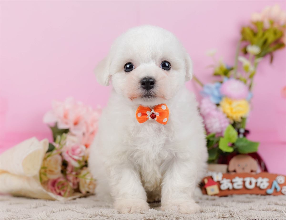 ビションフリーゼ | 女の子 | ホワイト | 2026年2月27日（ID:dog-200015742）