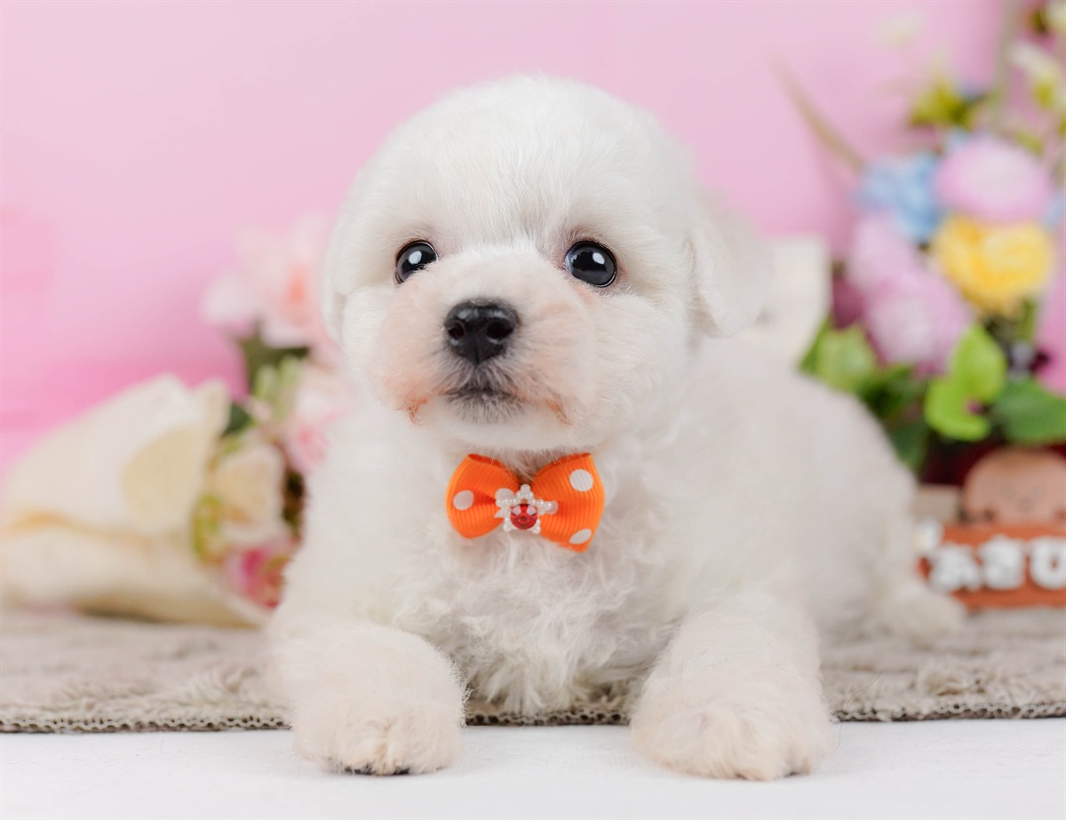 ビションフリーゼ | 女の子 | ホワイト | 2026年2月27日（ID:dog-200015742）