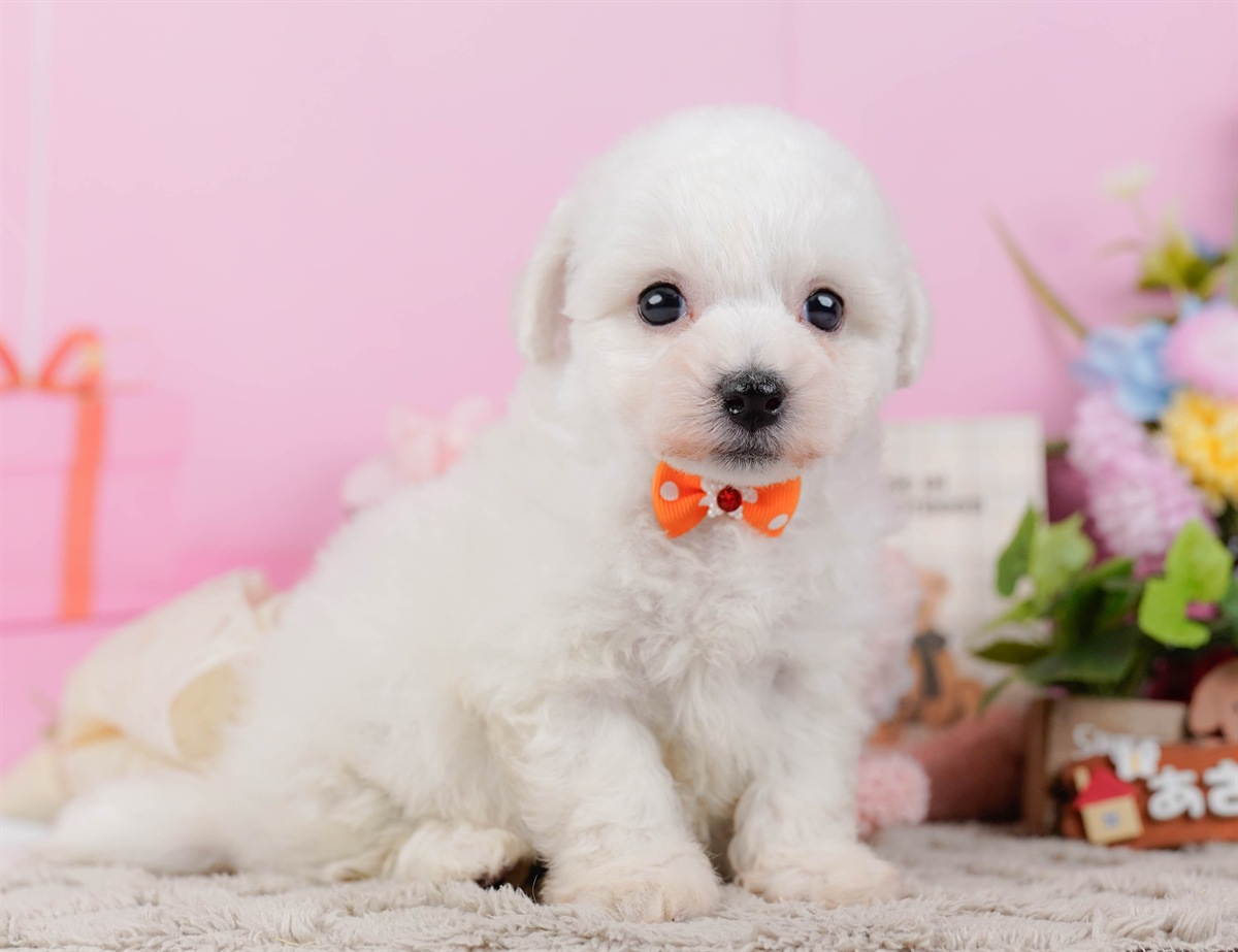 ビションフリーゼ | 女の子 | ホワイト | 2026年2月27日（ID:dog-200015742）