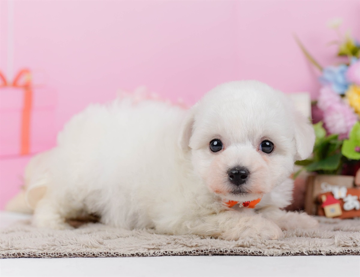 ビションフリーゼ | 女の子 | ホワイト | 2026年2月27日（ID:dog-200015742）