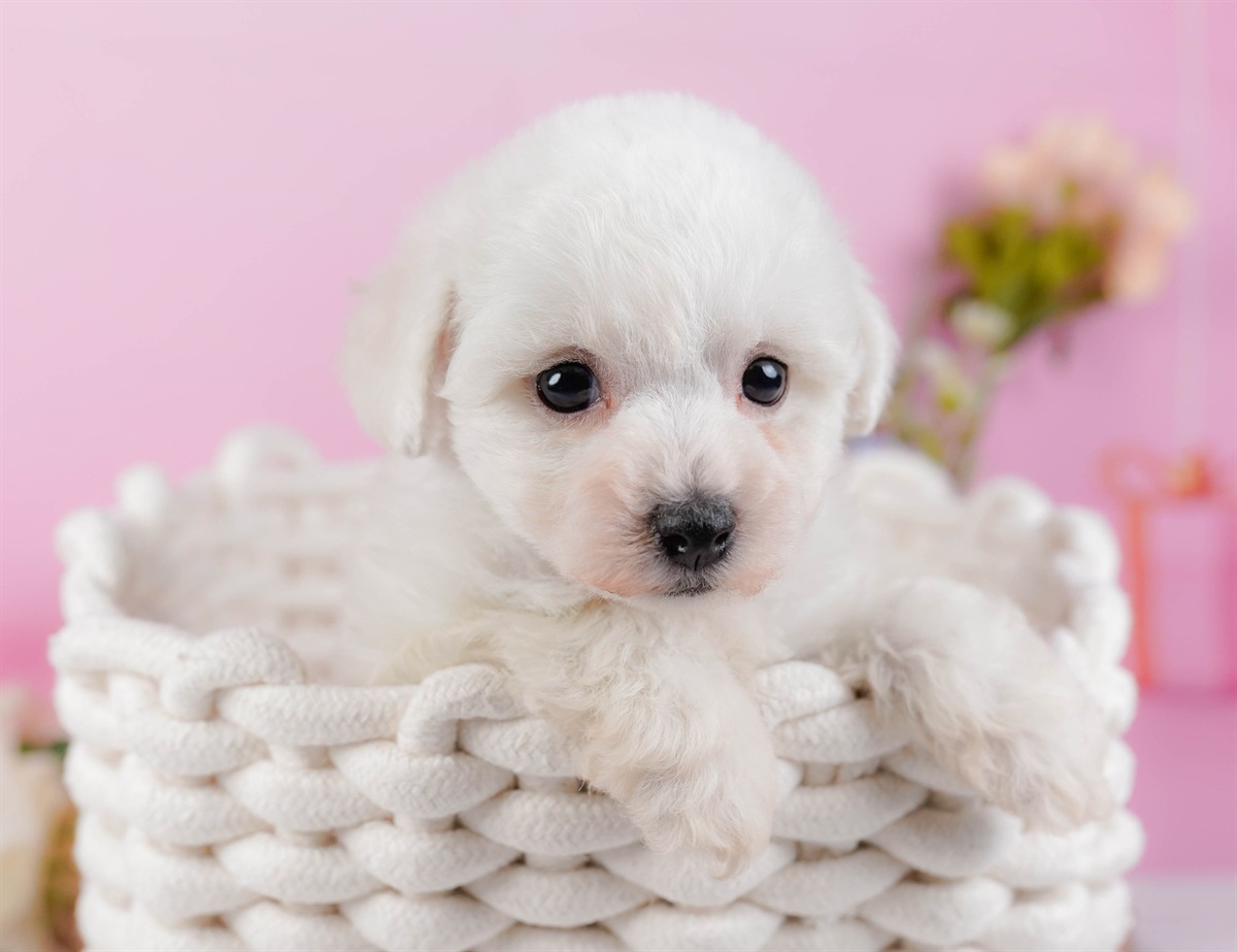 ビションフリーゼ | 女の子 | ホワイト | 2026年2月27日（ID:dog-200015742）