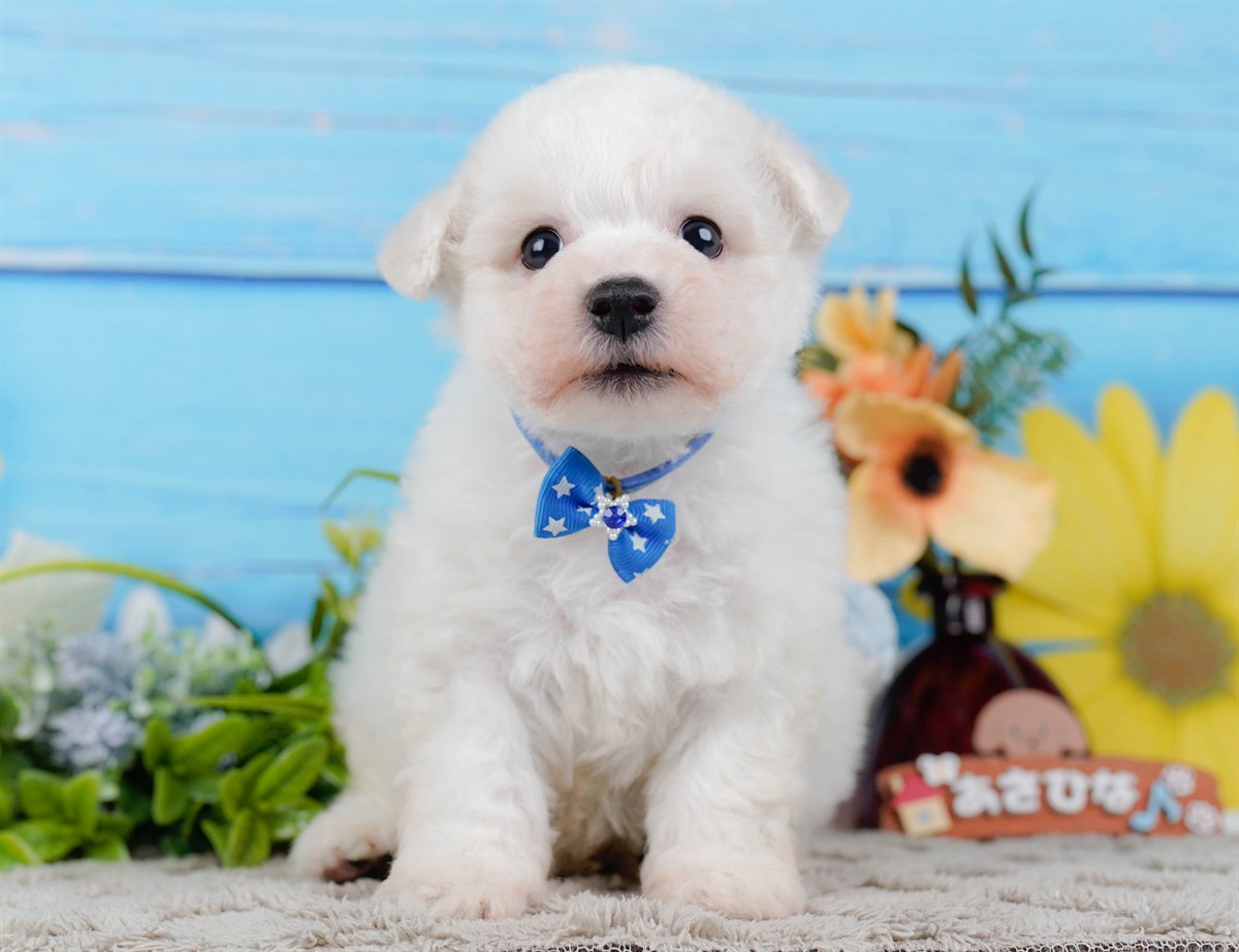 ビションフリーゼ | 男の子 | ホワイト | 2026年2月27日（ID:dog-200015743）
