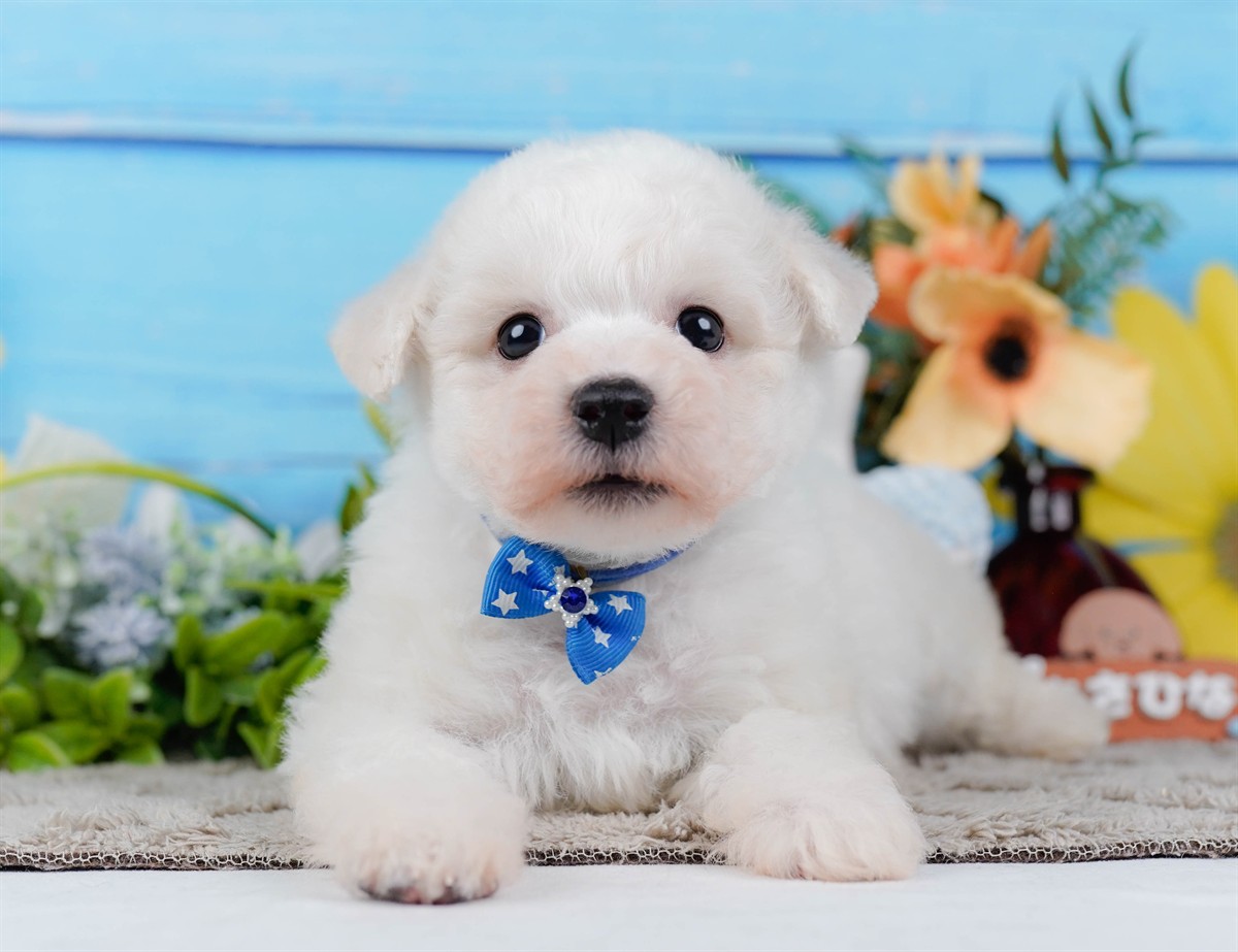 ビションフリーゼ | 男の子 | ホワイト | 2026年2月27日（ID:dog-200015743）