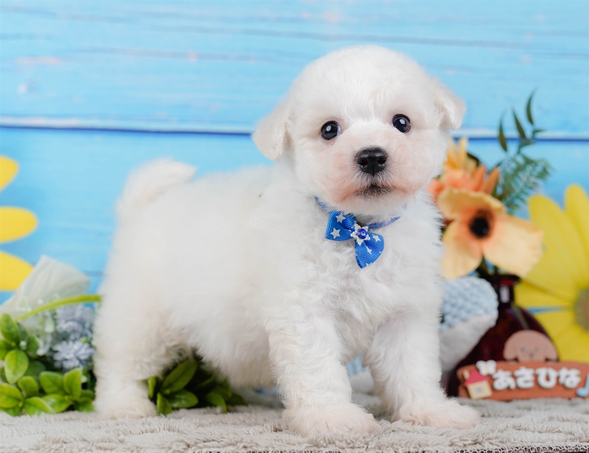 ビションフリーゼ | 男の子 | ホワイト | 2026年2月27日（ID:dog-200015743）