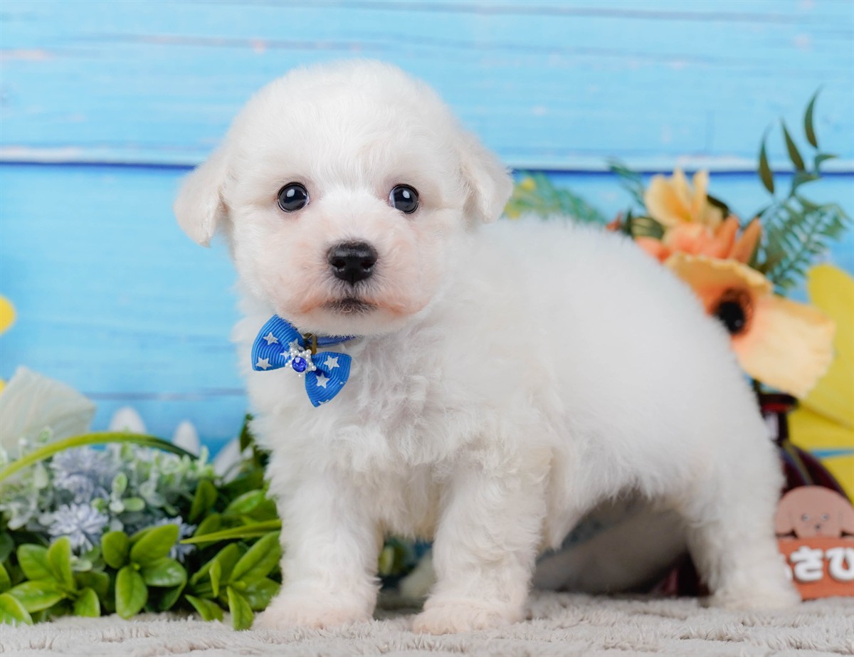 ビションフリーゼ | 男の子 | ホワイト | 2026年2月27日（ID:dog-200015743）